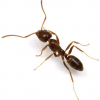 Las hormigas respiran?